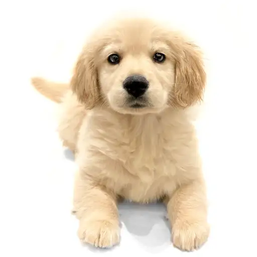 ゴールデンレトリバー