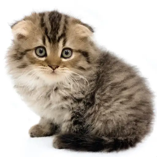 スコティッシュフォールド