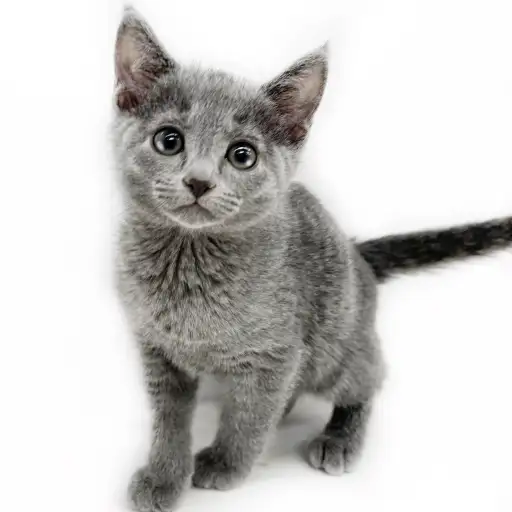 ロシアンブルー