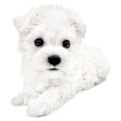 MIX（マルチーズ×ミニチュアシュナウザー）