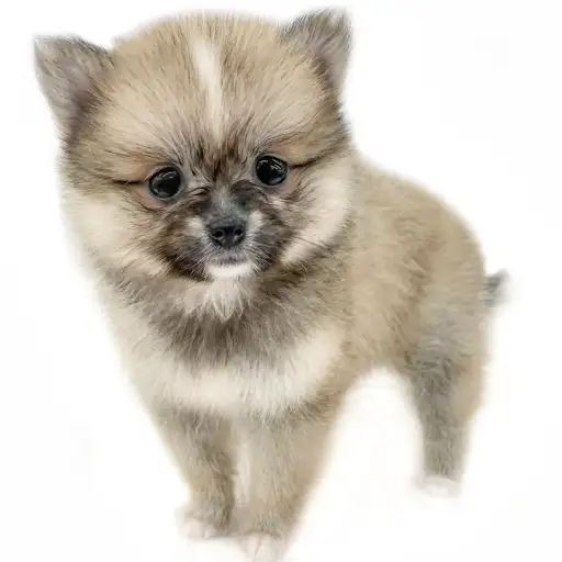 MIX(ポメラニアン×チワワ)