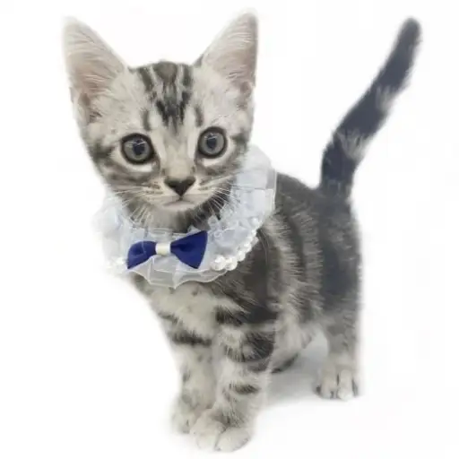 アメリカンショートヘア