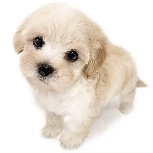 MIX（マルチーズ×トイプードル）