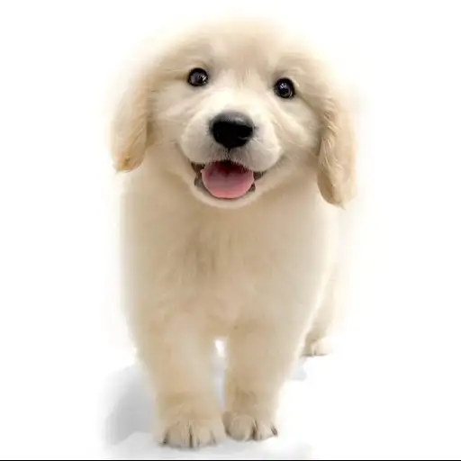 ゴールデンレトリバー