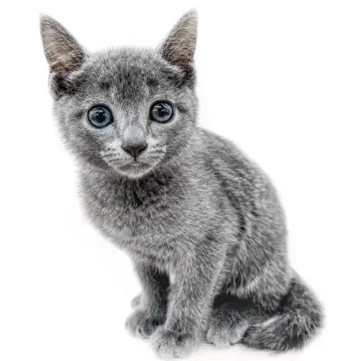 ロシアンブルー