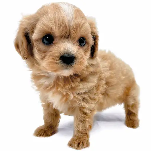 MIX（マルチーズ×トイプードル）