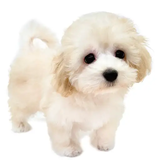 MIX(マルチーズ×トイプードル)