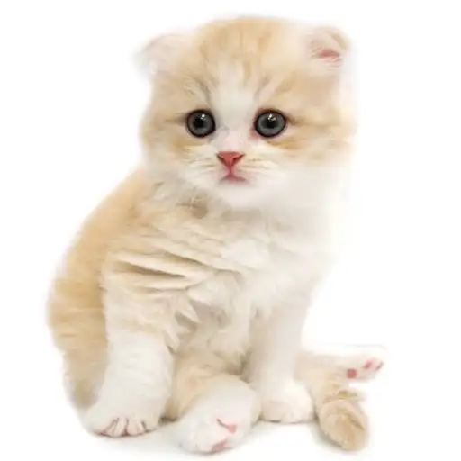 スコティッシュフォールド