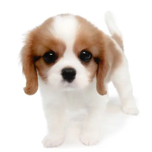キャバリア・キングチャールズ・スパニエル
