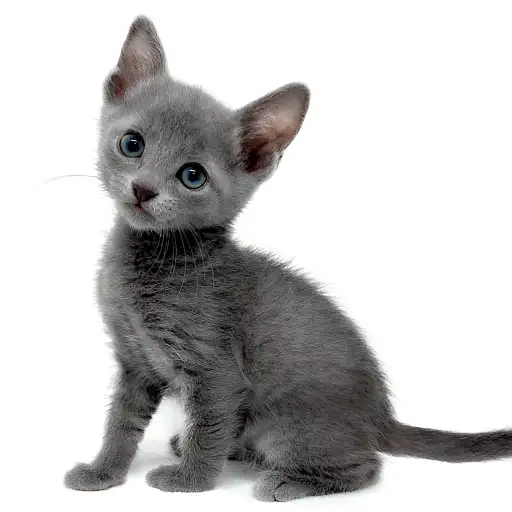 ロシアンブルー