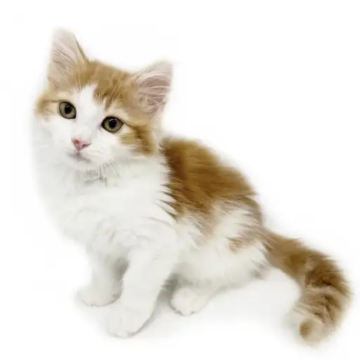 ノルウェージャンフォレストキャット