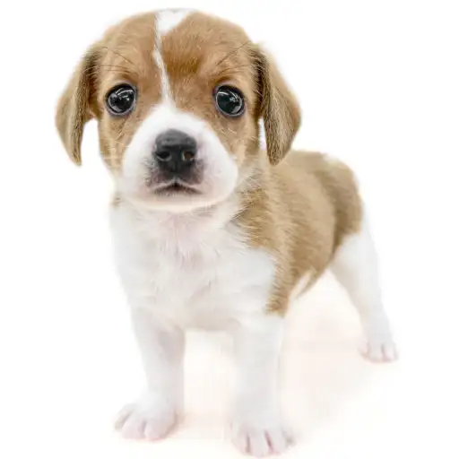 MIX（チワワ×ビーグル）