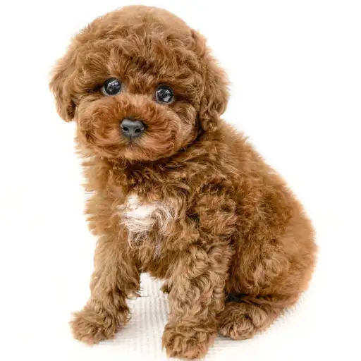 トイ・プードル