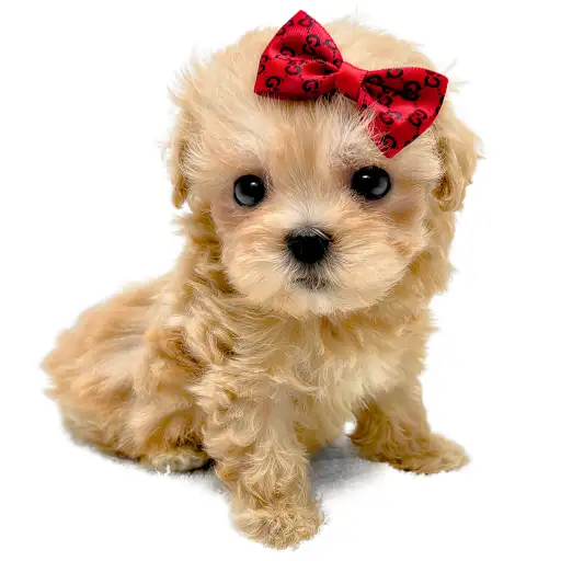 MIX（マルチーズ×トイプードル）