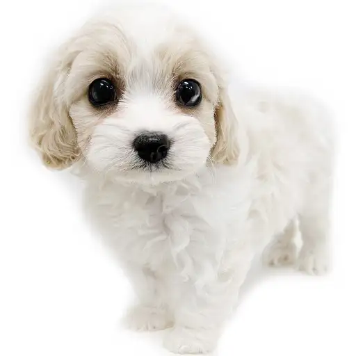 MIX（キャバリアキングチャールズスパニエル×ビションフリーゼ）