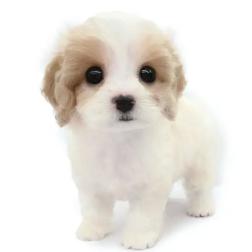 MIX(キャバリアキングチャールズスパニエル×ビションフリーゼ)