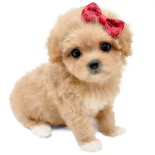 MIX（マルチーズ×トイプードル）