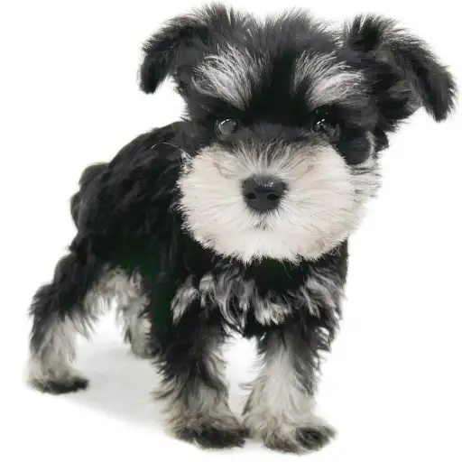 ミニチュア・シュナウザー