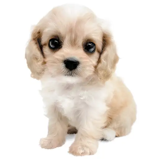 MIX（ビションフリーゼ×キャバリアキングチャールズスパニエル）