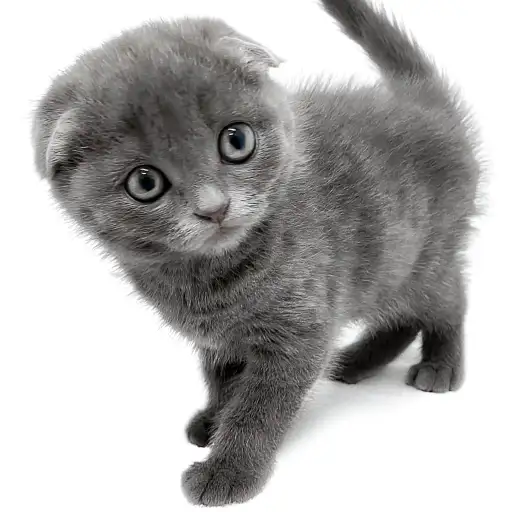 スコティッシュフォールド