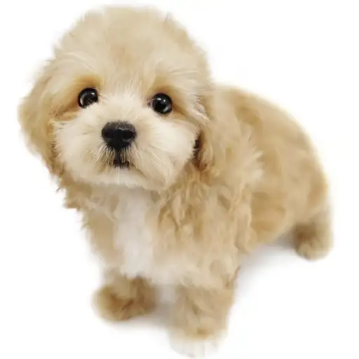 MIX（マルチーズ×トイプードル）