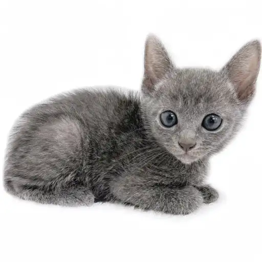 ロシアンブルー