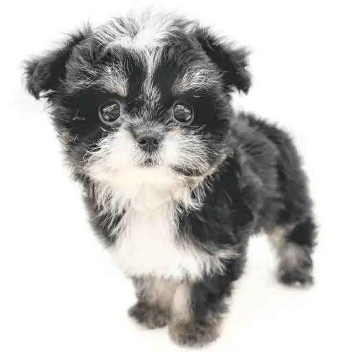 MIX（マルチーズ×チワワ）