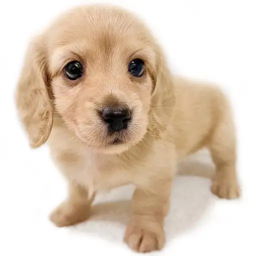 ミニチュア・ダックスフント