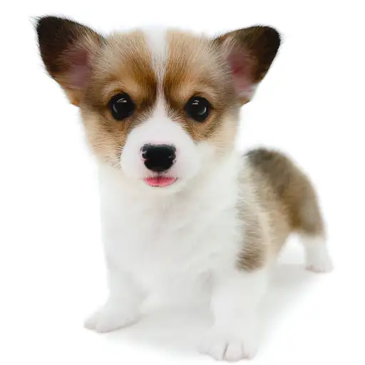 ウェルシュコーギーペンブローク