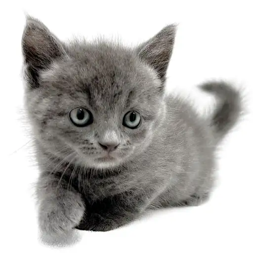 ブリティッシュショートヘア