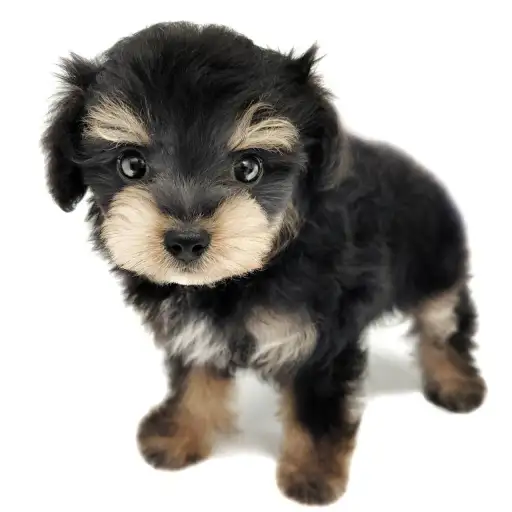 MIX（チワワ×トイプードル）