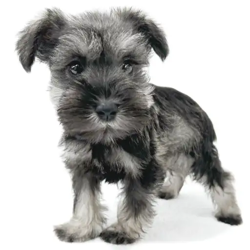 ミニチュア・シュナウザー