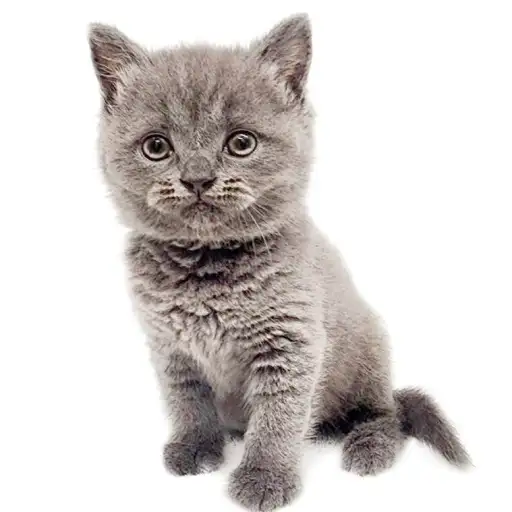 ブリティッシュショートヘア