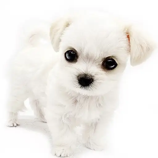 MIX(チワワ×マルチーズ)