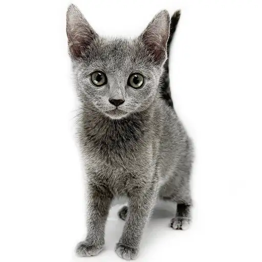 ロシアンブルー