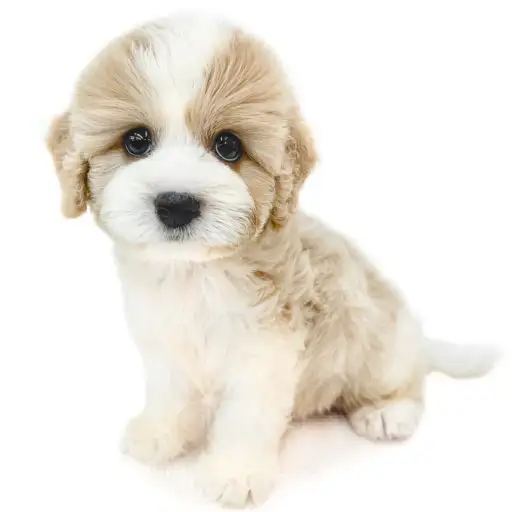 MIX（キャバリアキングチャールズスパニエル×ビションフリーゼ）