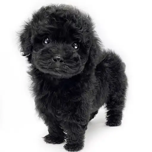 トイ・プードル