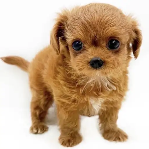 MIX(チワワ×トイプードル)