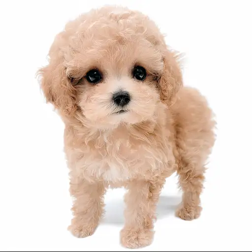 トイ・プードル