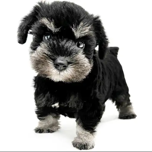 ミニチュア・シュナウザー