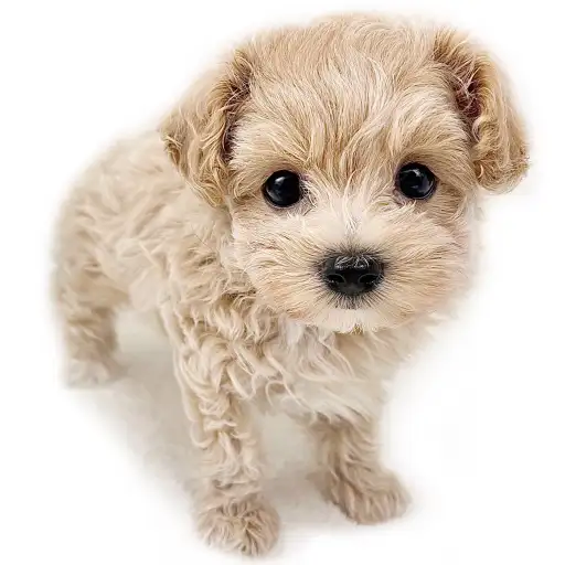 MIX（トイプードル×マルチーズ）