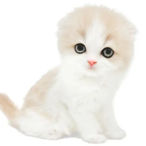 スコティッシュフォールド