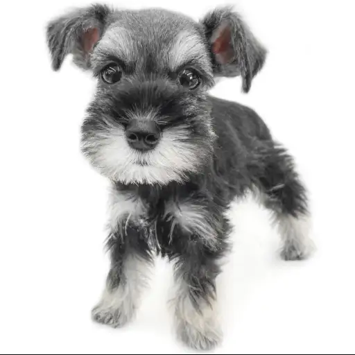 ミニチュア・シュナウザー