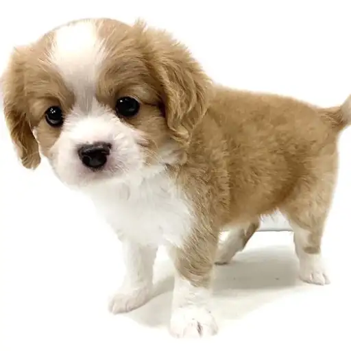 MIX（チワワ×キャバリアキングチャールズスパニエル）