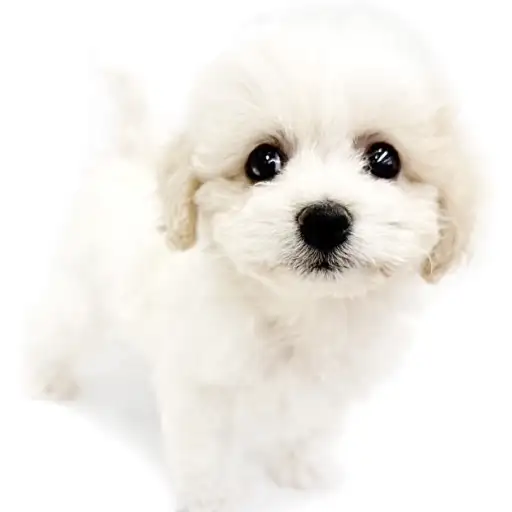 MIX【(キャバリア×ビション)×ビションフリーゼ】