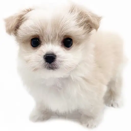 MIX(チワワ×マルチーズ)