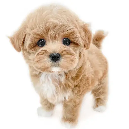 MIX(マルチーズ×トイプードル)