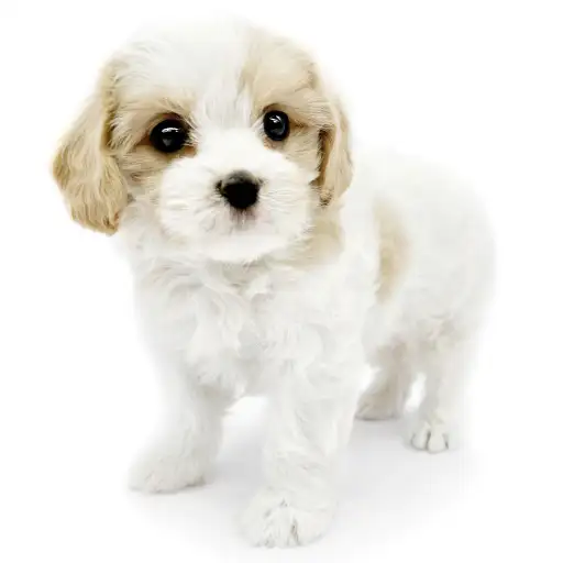 MIX(マルチーズ×キャバリアキングチャールズスパニエル)