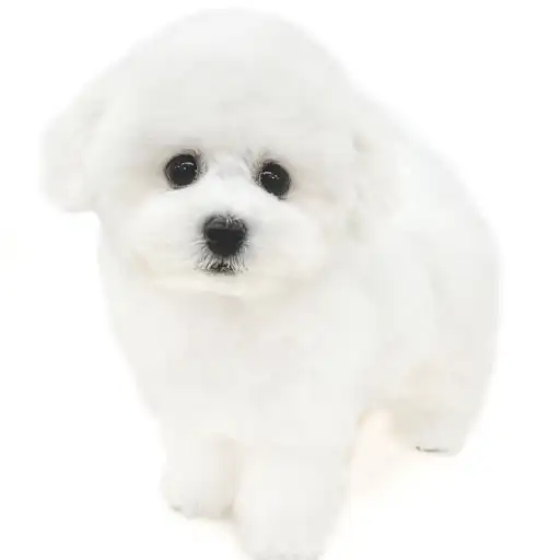 ビションフリーゼ