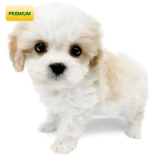 MIX(キャバリアキングチャールズスパニエル×ビションフリーゼ)